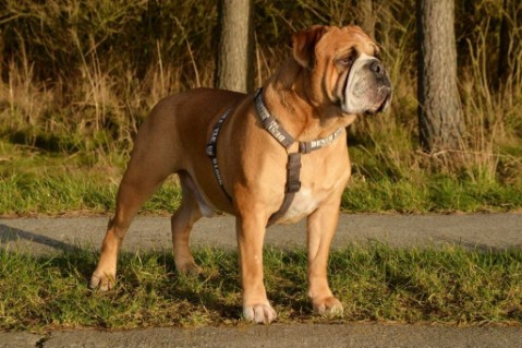 Continental Bulldog Seeblickbulls Anton