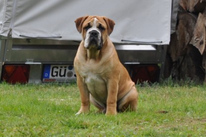 Continental Bulldog Seeblickbulls Anton